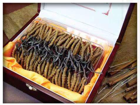 盘县冬虫夏草回收